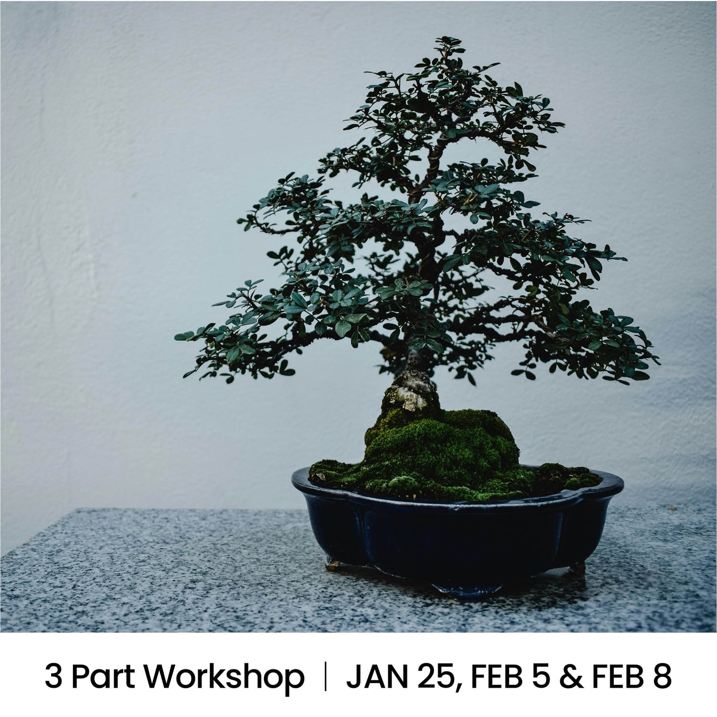 Bonsai Pot and Plant Workshop