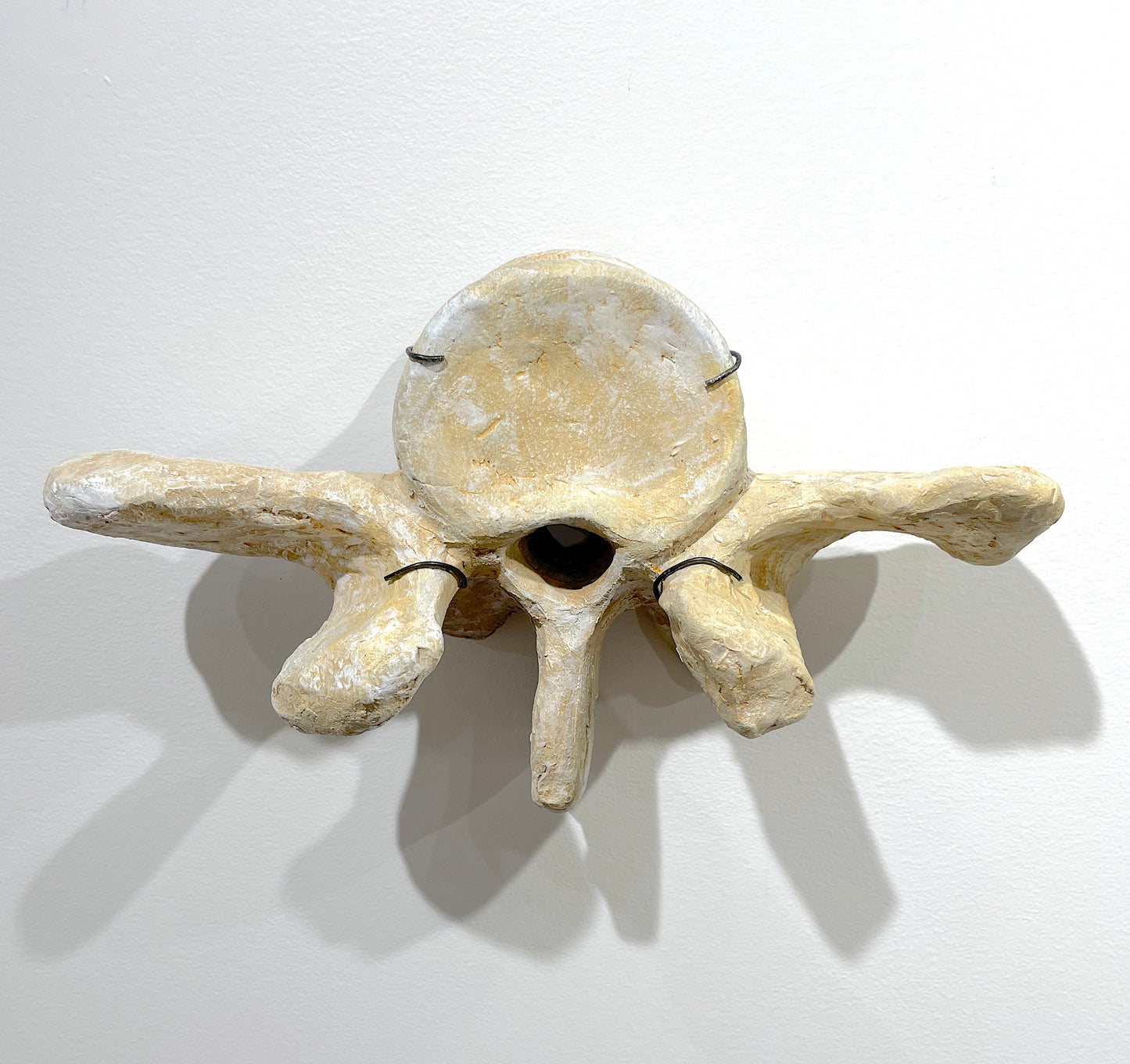 Vertebrae II