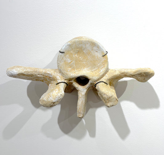 Vertebrae II