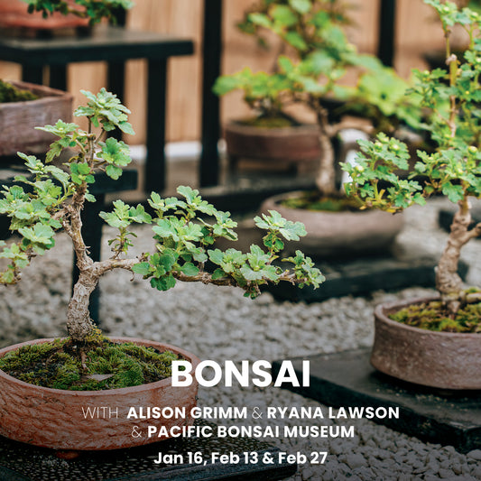 Bonsai